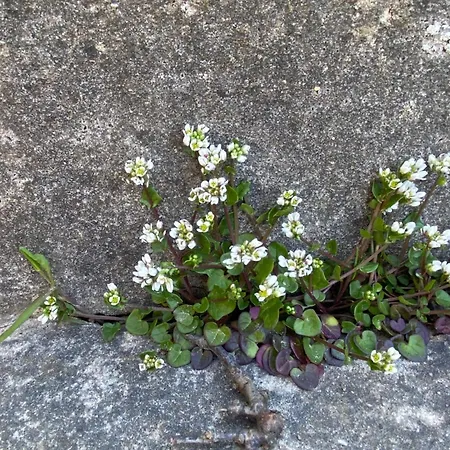 Kobmandsgarden Ballen