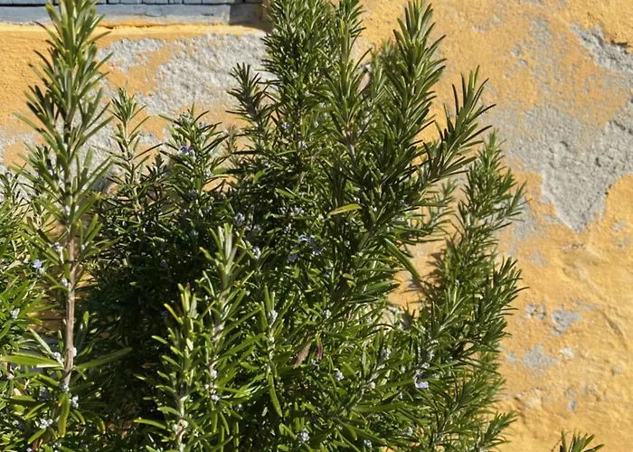 Kobmandsgarden